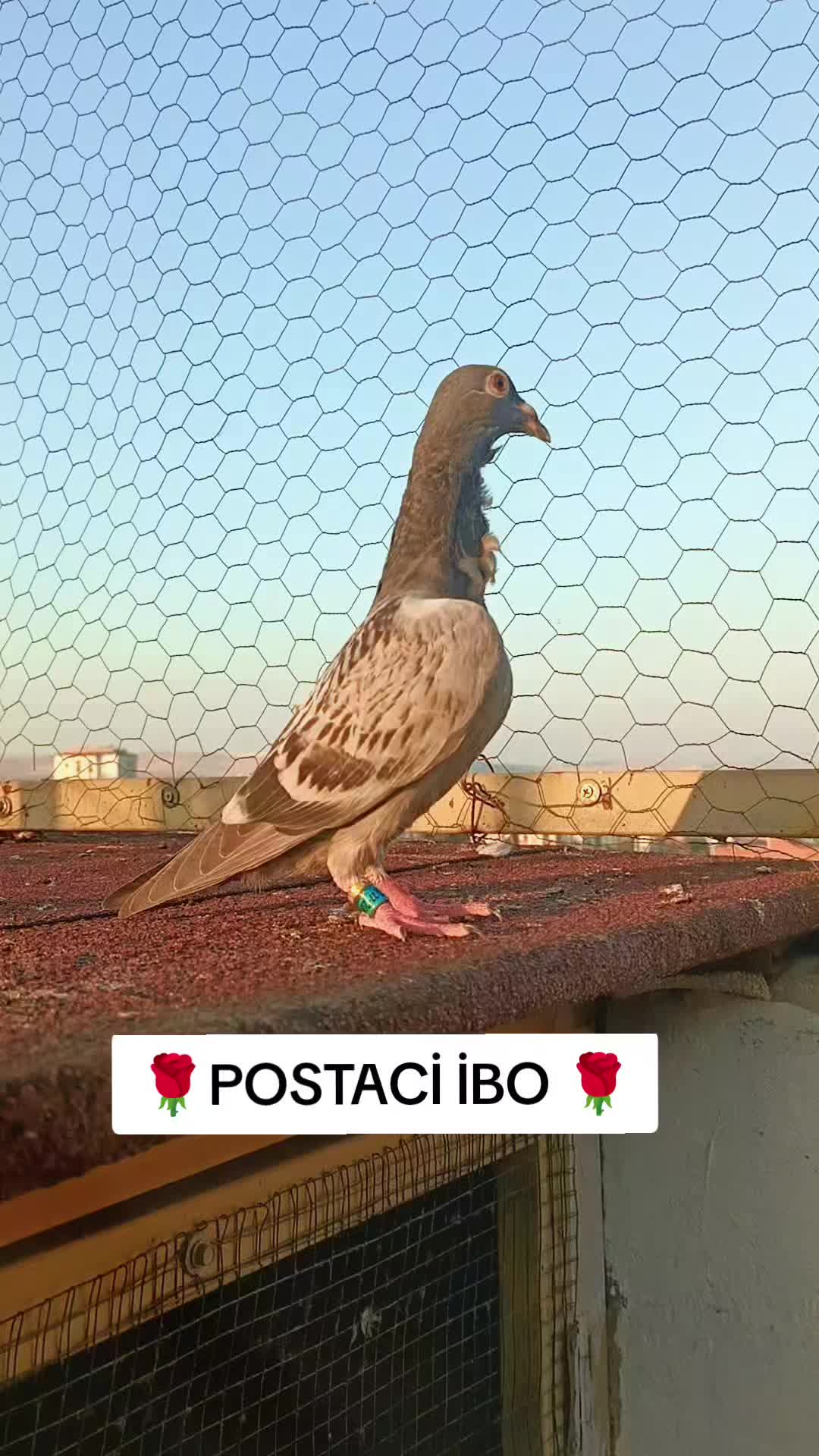 @🦜🦜POSTACI İBO TEKİN 🦜🦜
