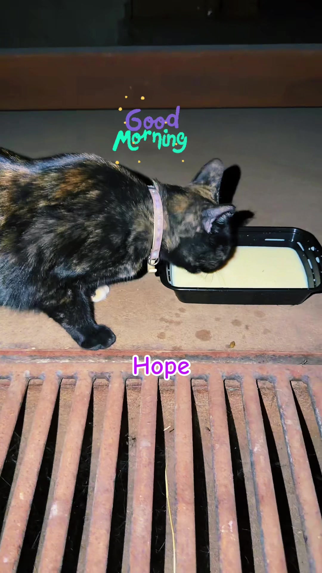 @Amri Gatitos