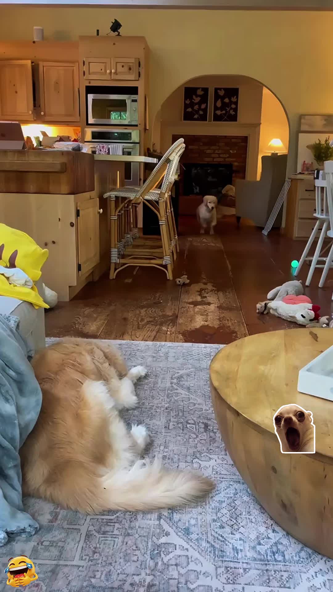 @dogandcattk2