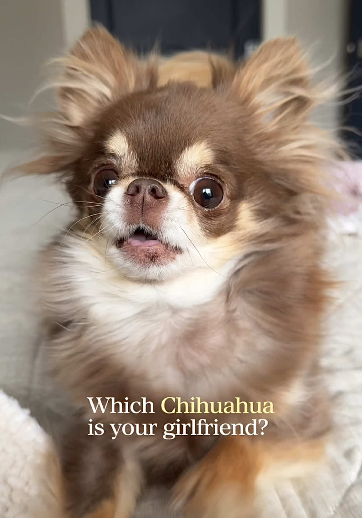 @Lou the Chichi