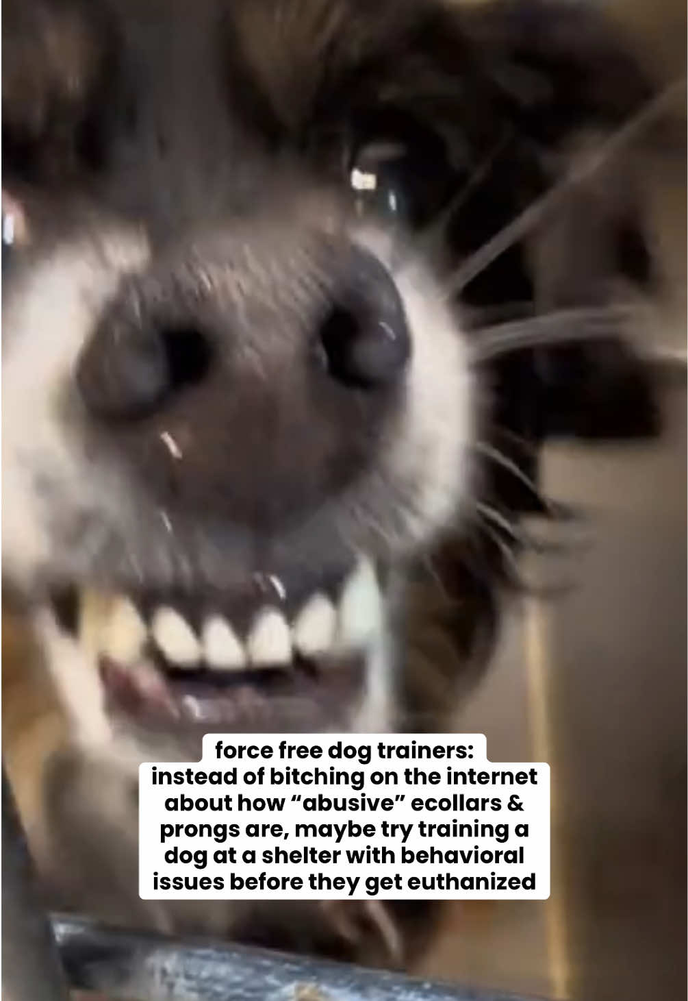 @Taylor + 4 dogs ๐ฉ๐ผ๐ถ๐ถ๐ถ๐ถ