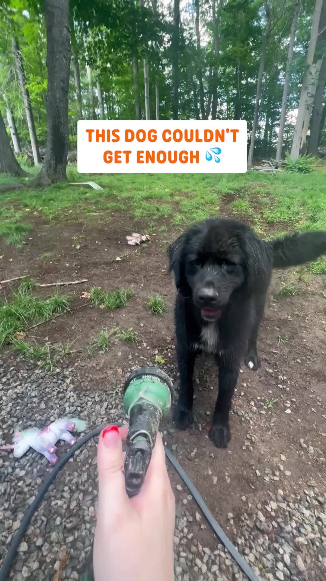 @Pawsome Pets
