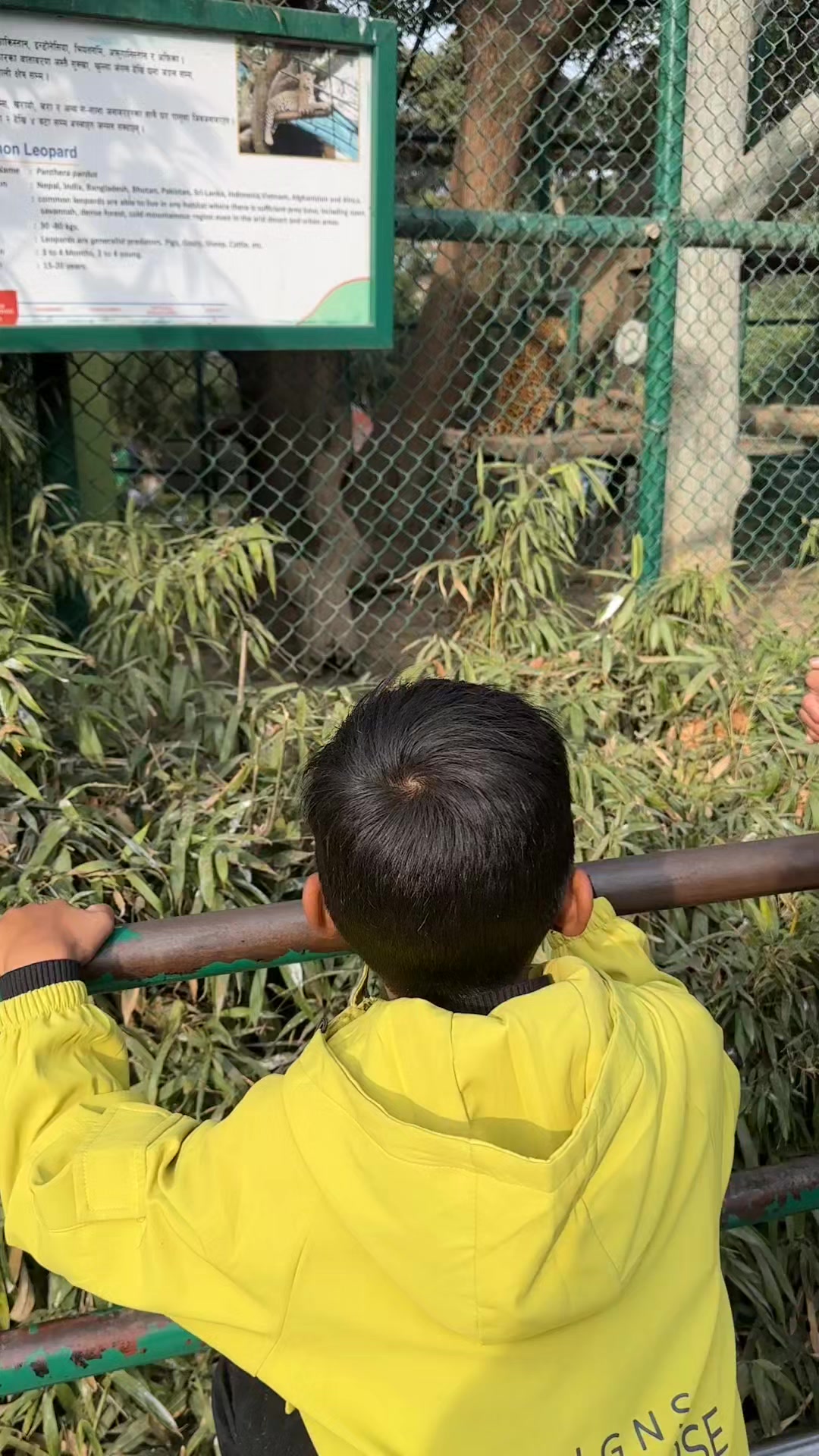 @राना- सेन@Thing