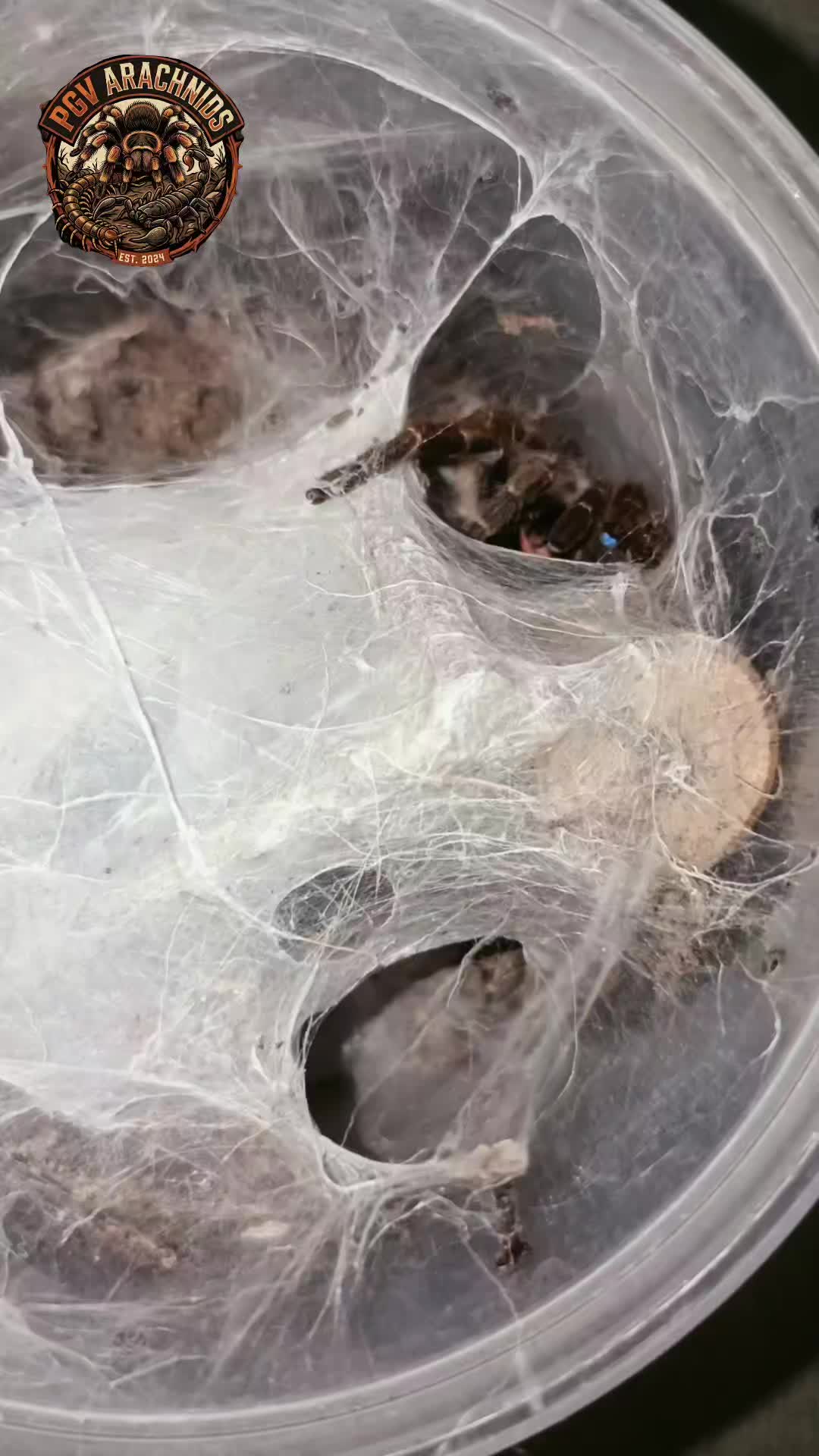 @pgv_arachnids