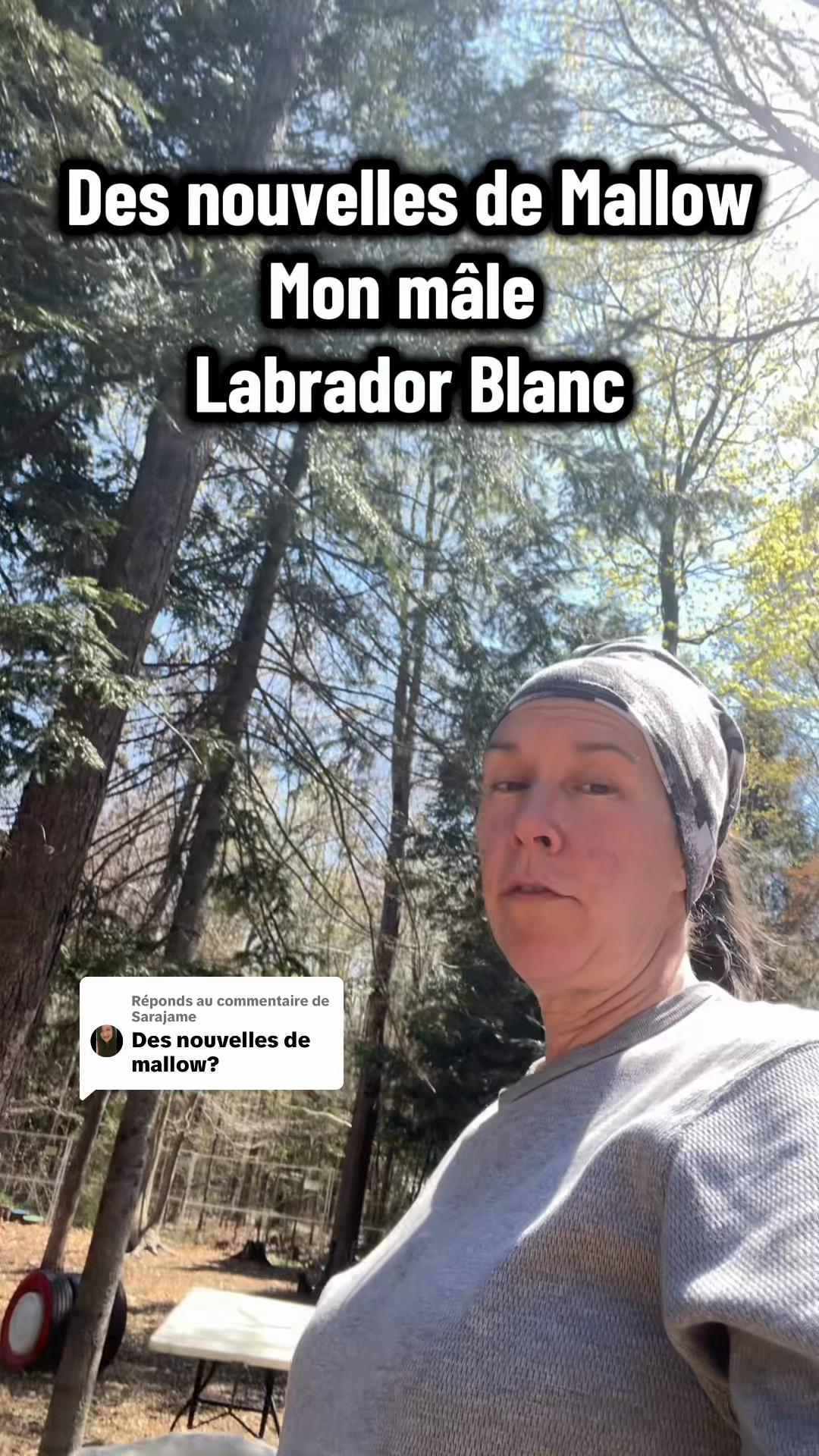 @Ember labs élevage de labrador