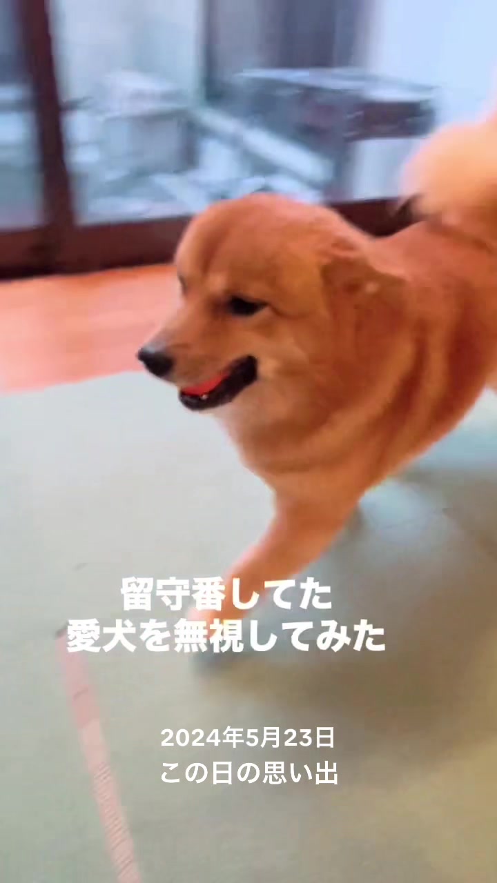 @ポメ柴もなか(もちゃ)୭