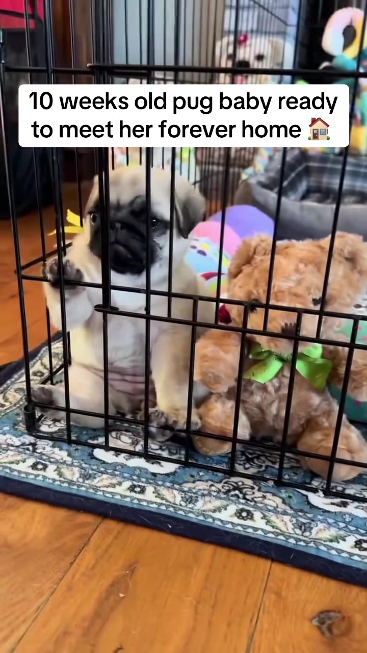 @Pug Puppies world 🐶❤️