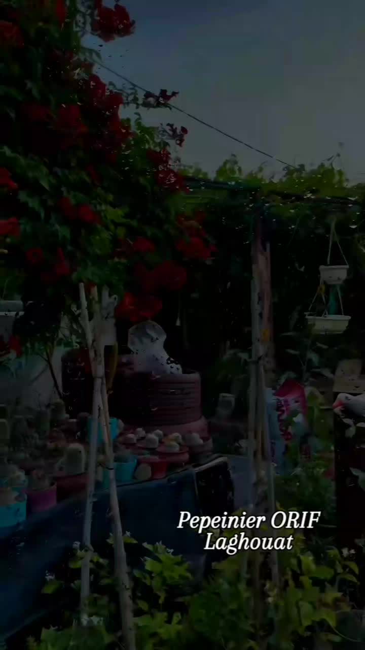 @P&eacute;pini&egrave;re ORIF Laghouat