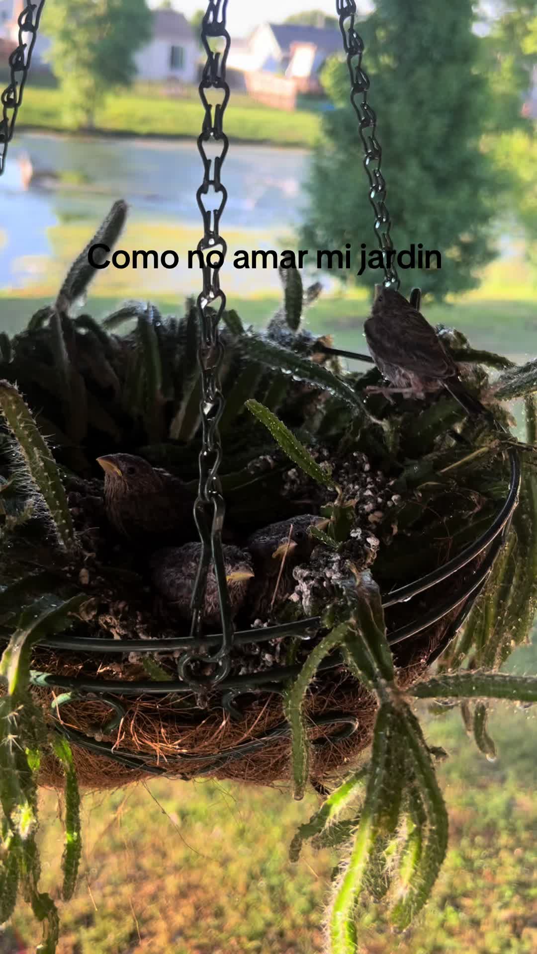 @maricela