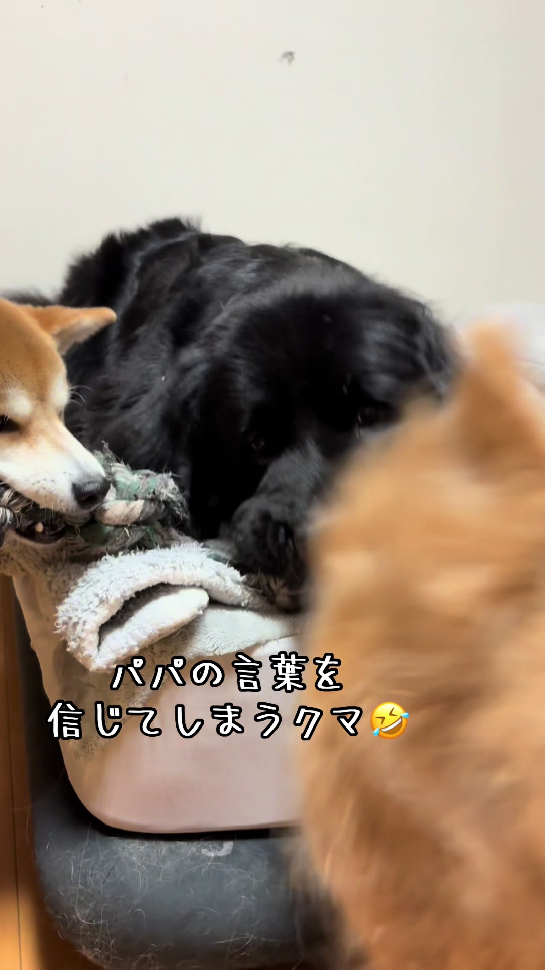 @ムックパパ🔶🐾