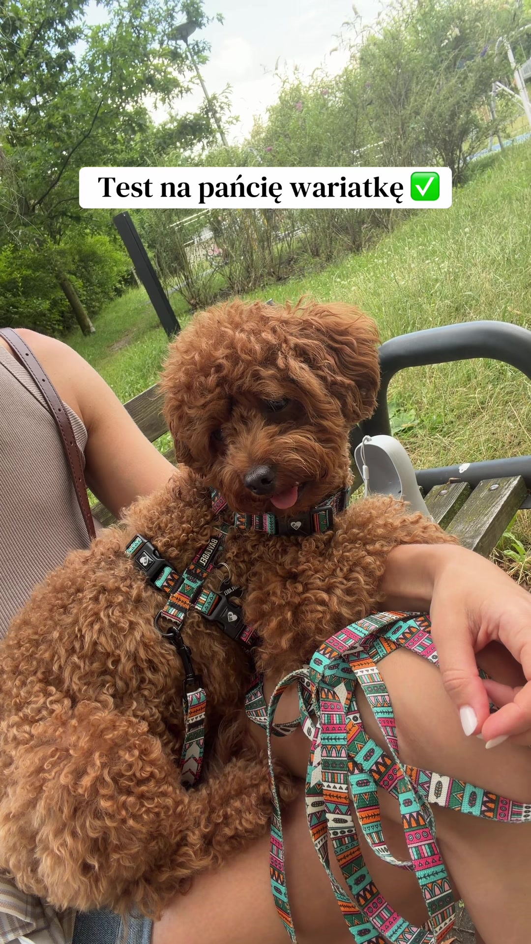 @Benni 🐾 IG: benni_toypoodle