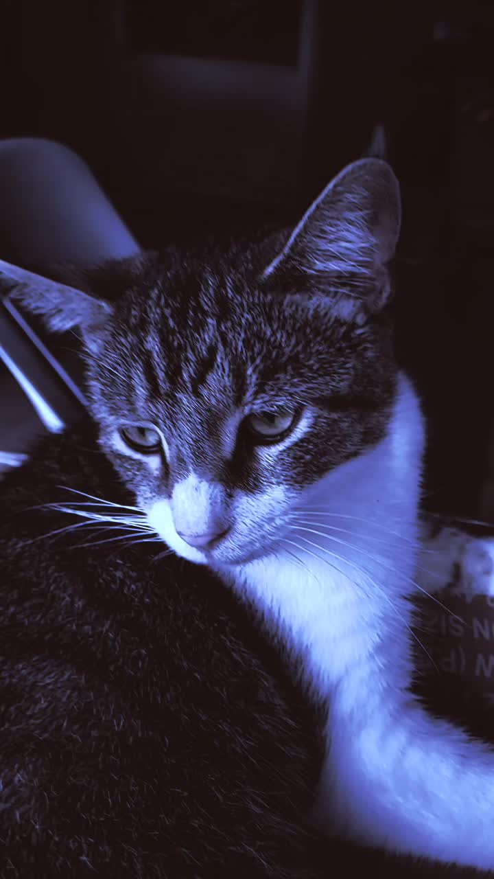 @Cool Cats of Panchot