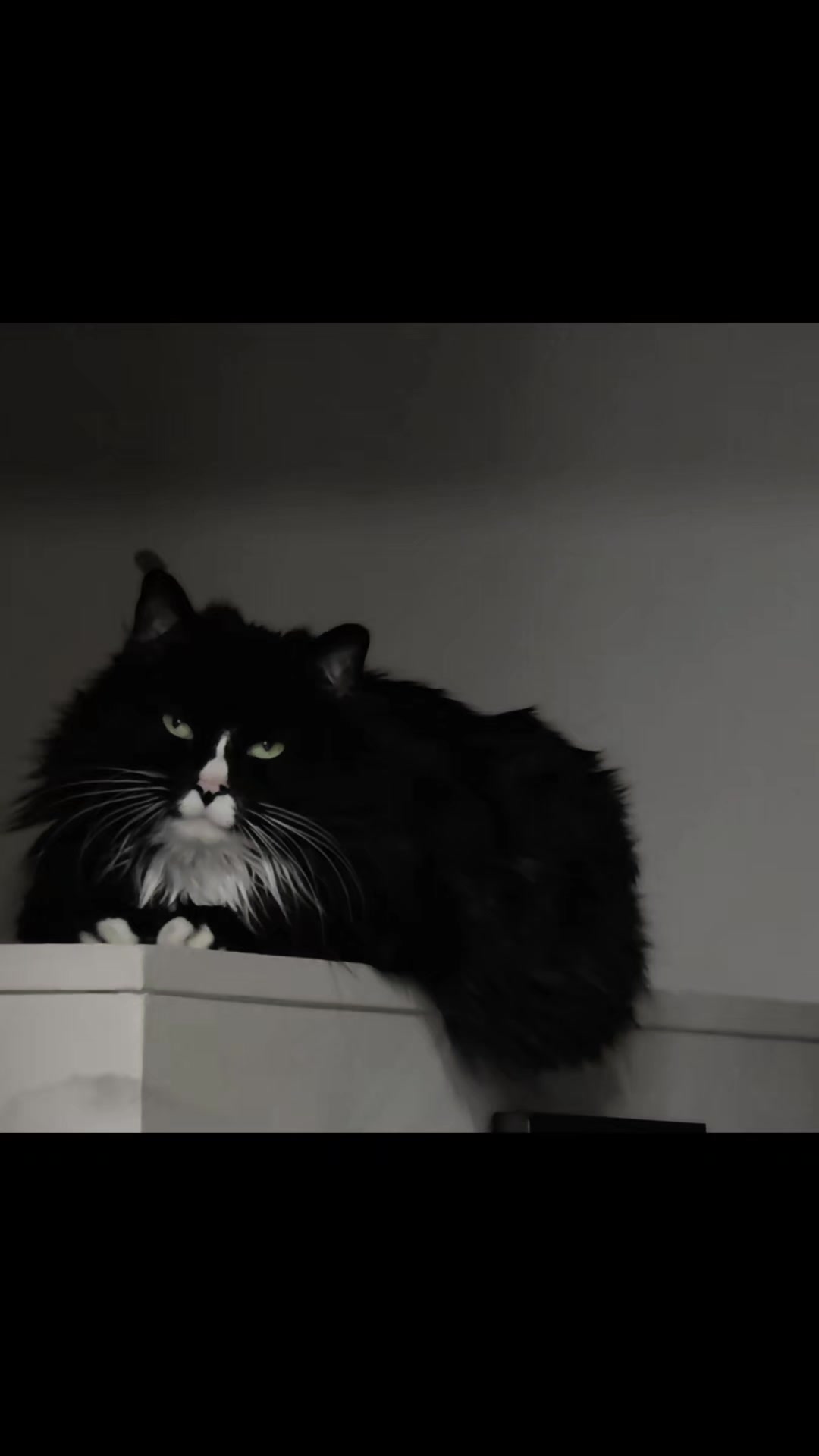 @AtticaTheTuxedoCat