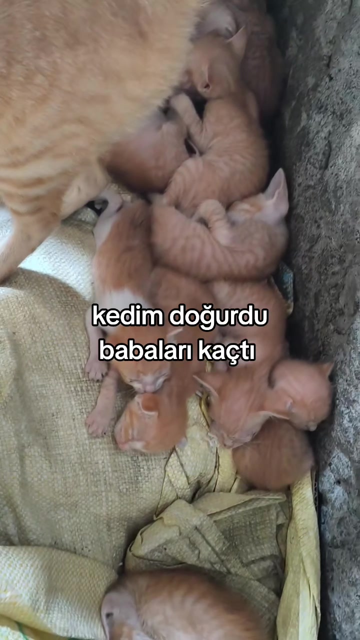 @rolland