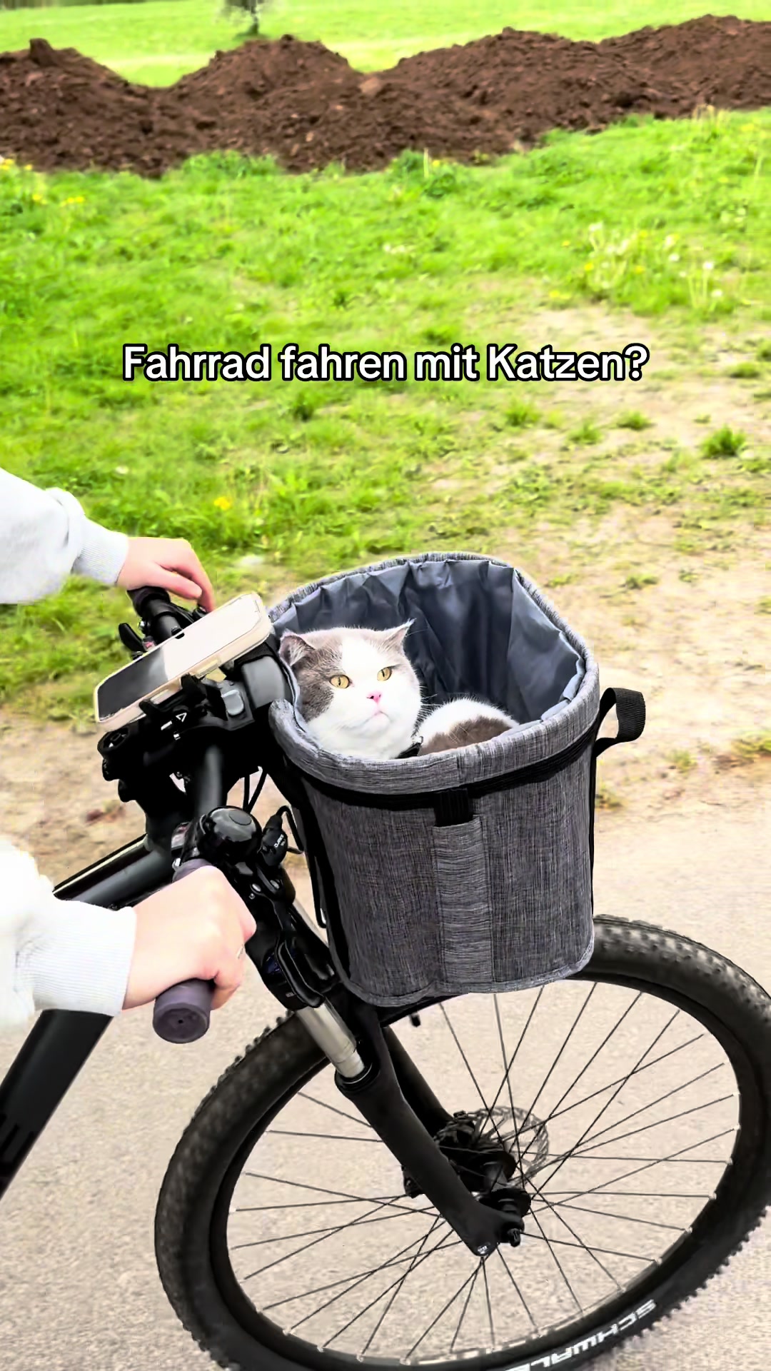 @Sinascolorcats