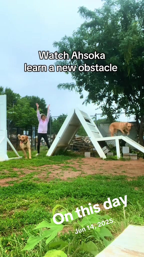 @K9 Obi-Wan, Ahsoka & Rex