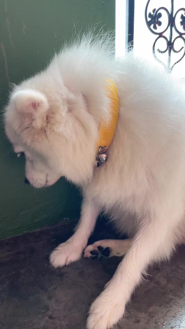 @🧿Mayara pukuli🐕🧿