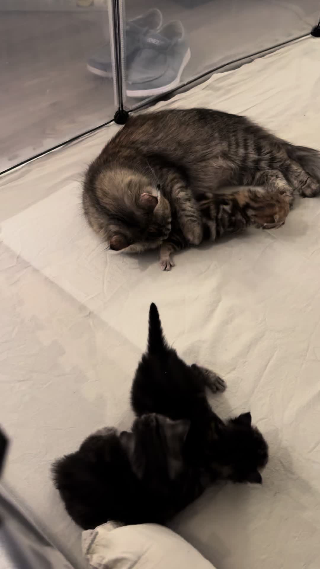 @SiberianRiver Cattery Uk