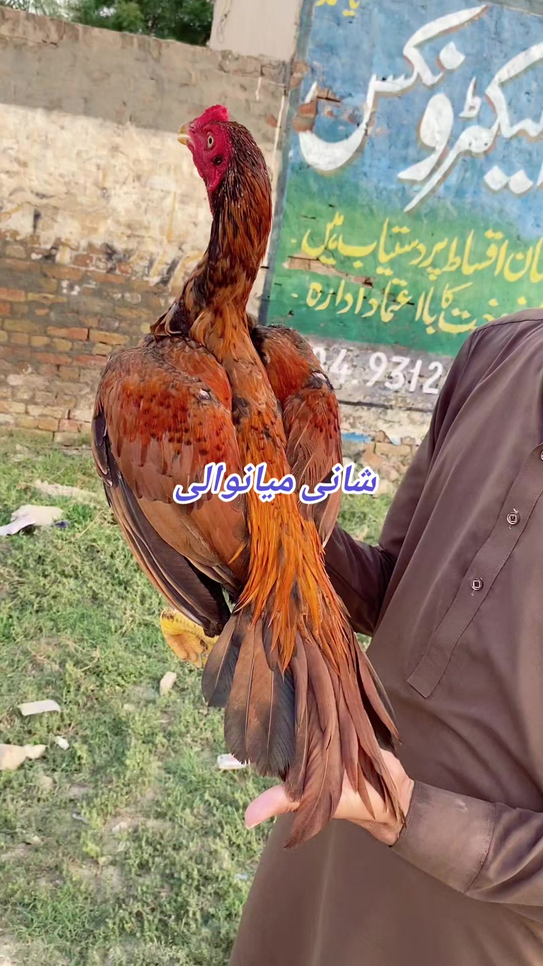@Shani.Mianwali