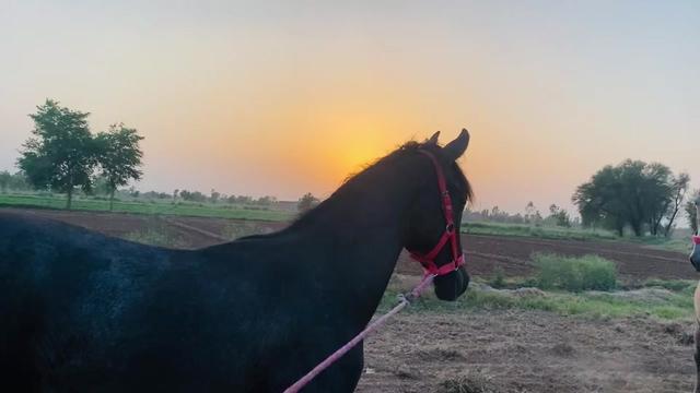@رئیس خان 🌙