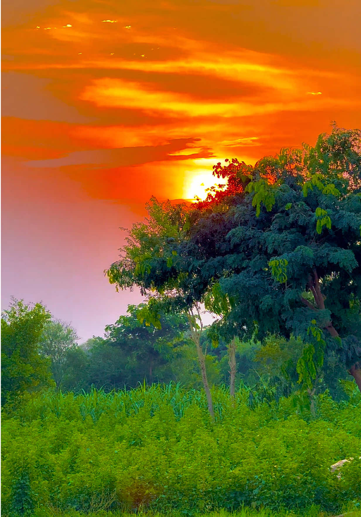 @🌾میں۔ میرا۔ پنڈ🎋
