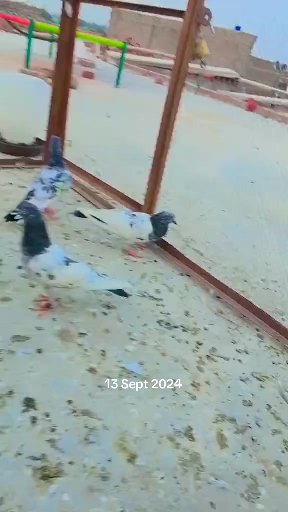 @🇵🇰ارسلان ساھی🇸🇦