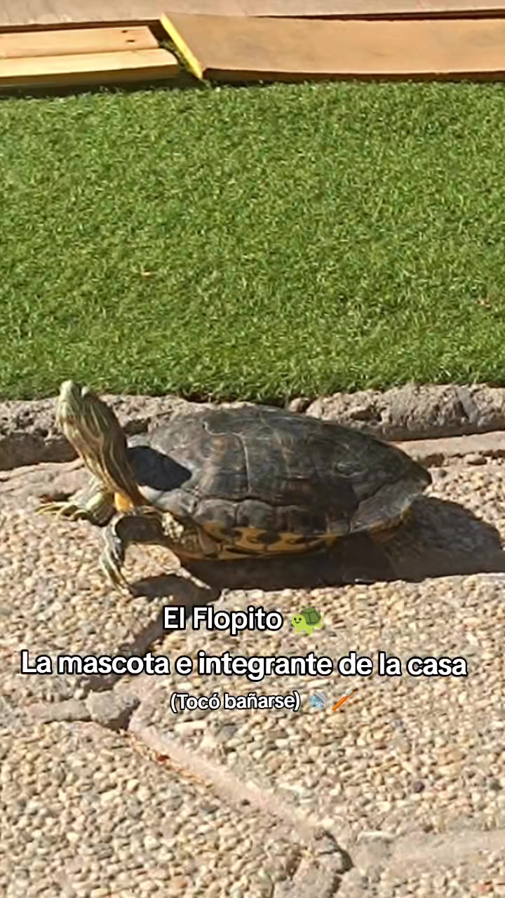 @🌻𝙎𝙊𝙇𝘼𝙉𝙂𝙀 𝗧𝗔𝗧&Iacute;𝗡 𝗟