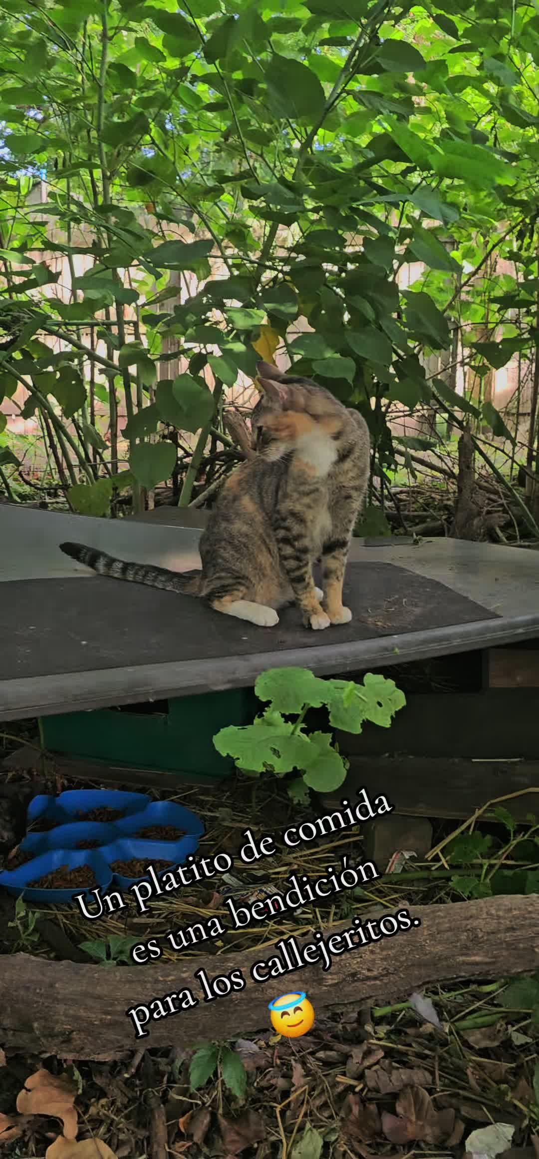 @🇲🇽Guli.Carrada 🐈&zwj;⬛