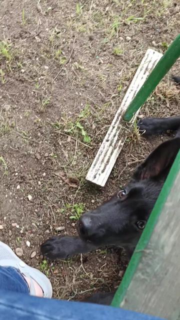 @Анет лиса🦊