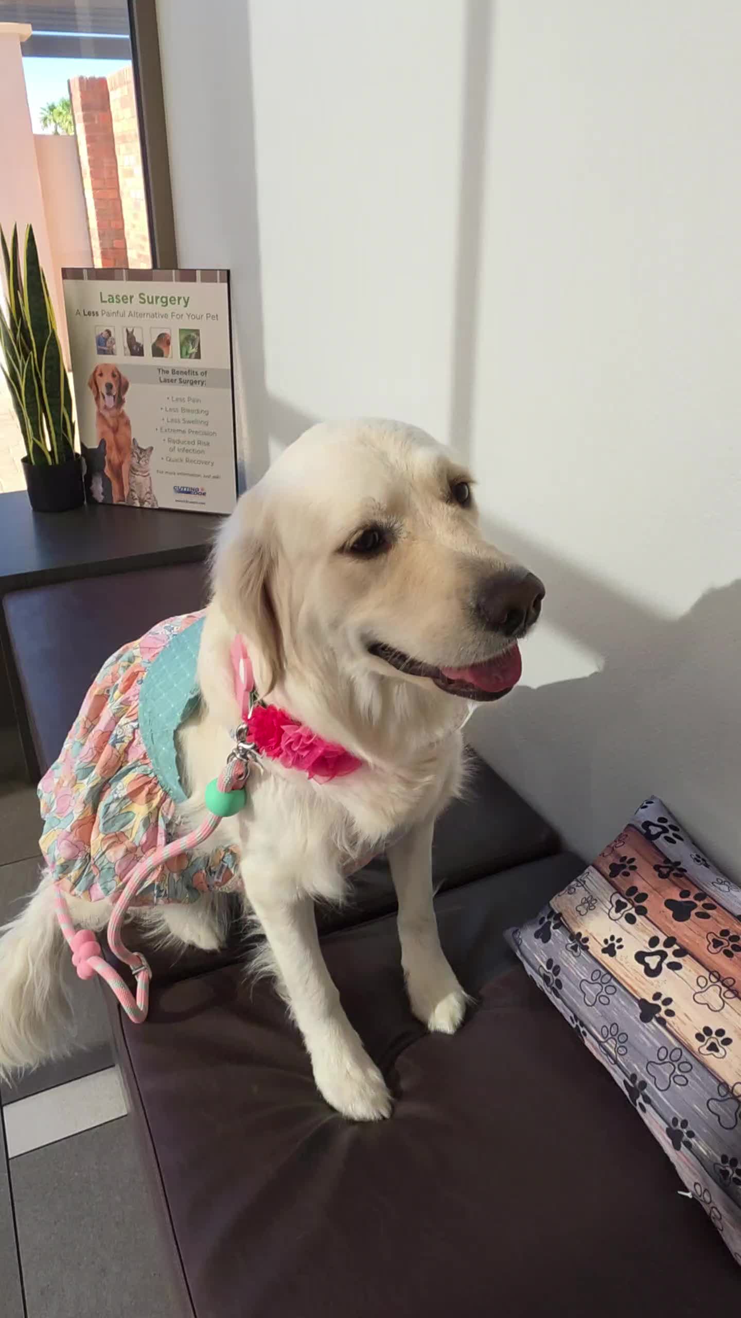 @DoggieMamaFurever&hearts;️🐶