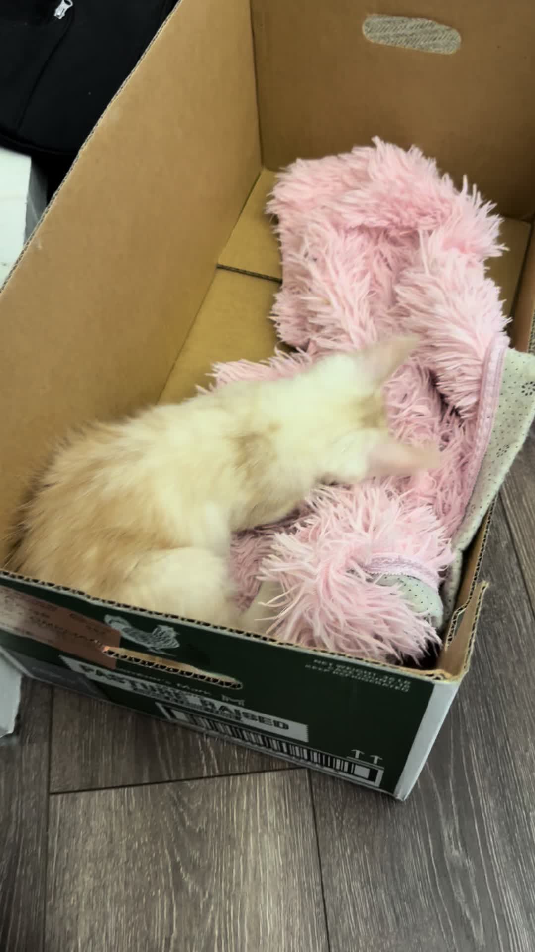 @StarKingdomMaineCoons