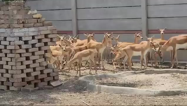@Wildlife 🦌