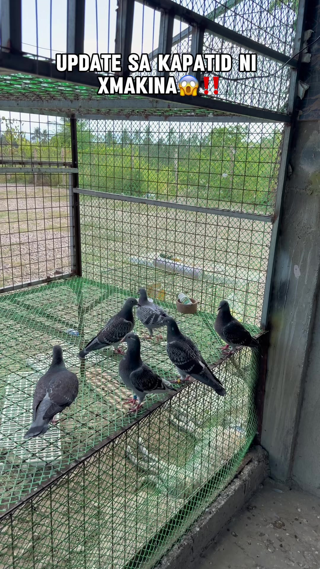 @JustUwa Aviary