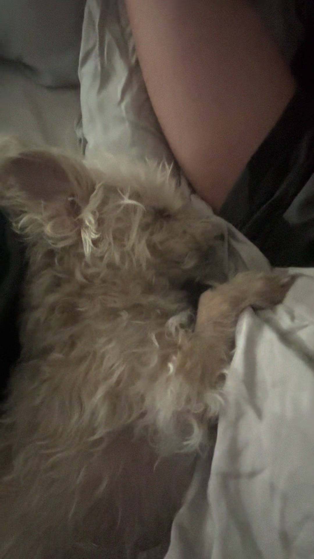 @He Was A PoodleBoi