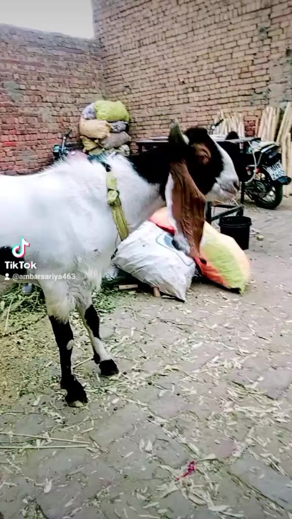 @ambarsariya