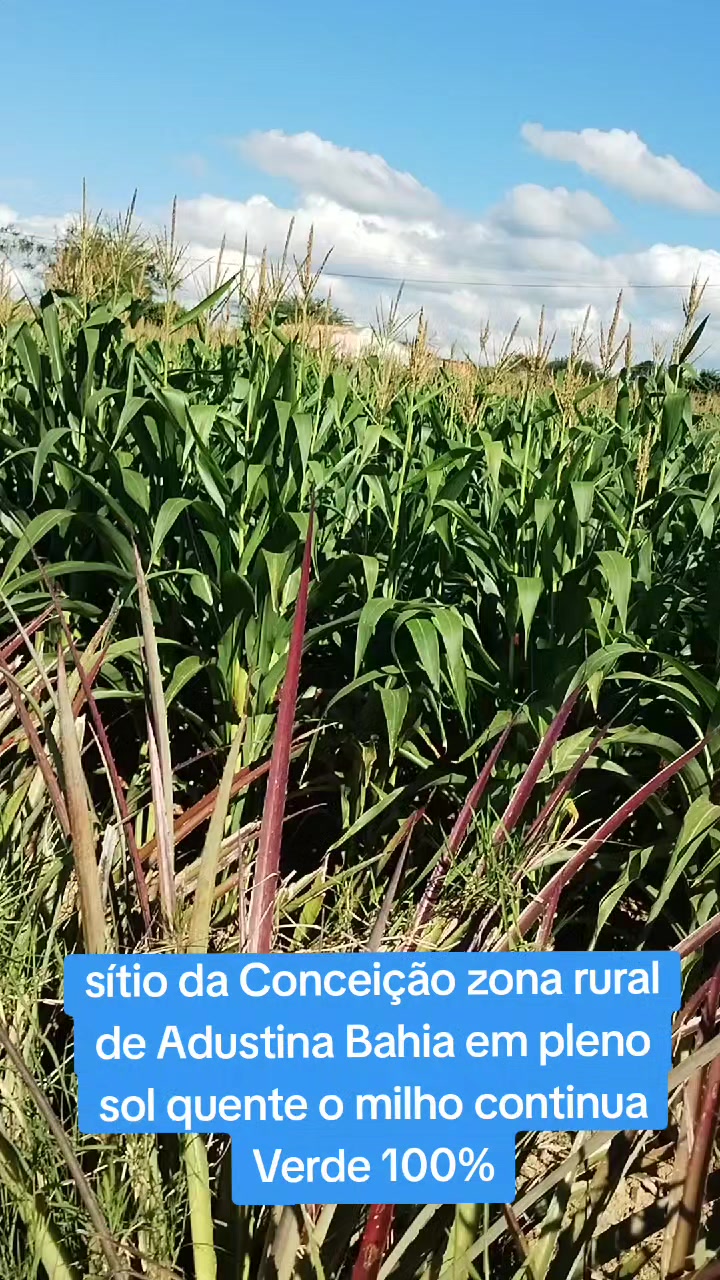 @PAULO MATOS 🇧🇷