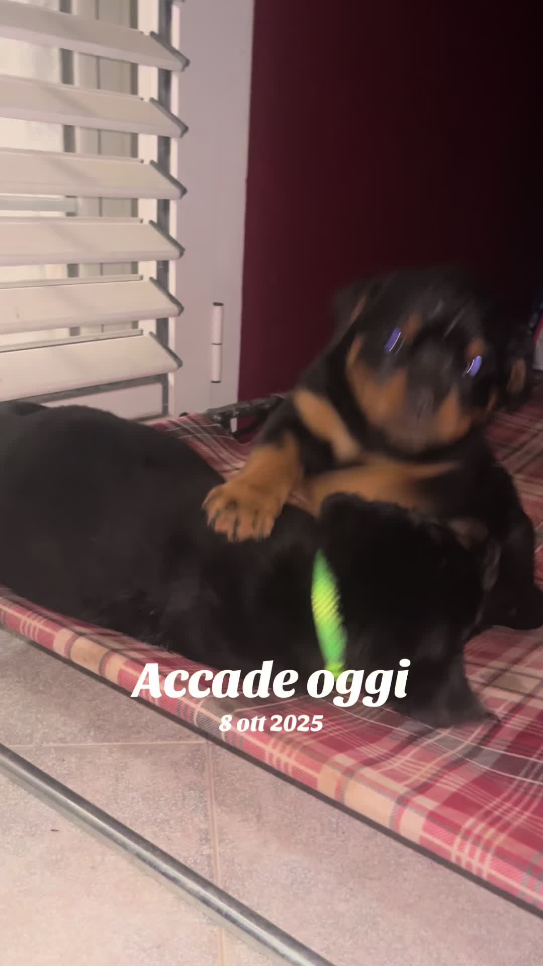 @Valentina Addestrare educando