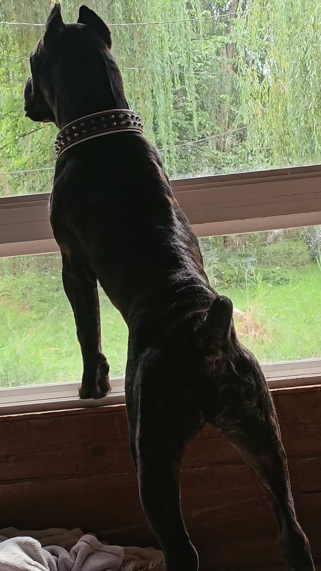 @SalmonCreekCaneCorso