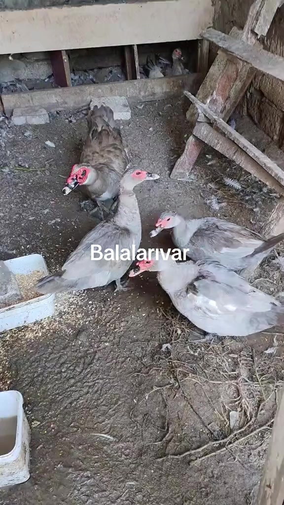 @MAŞTAĞA_QUŞCULUĞ