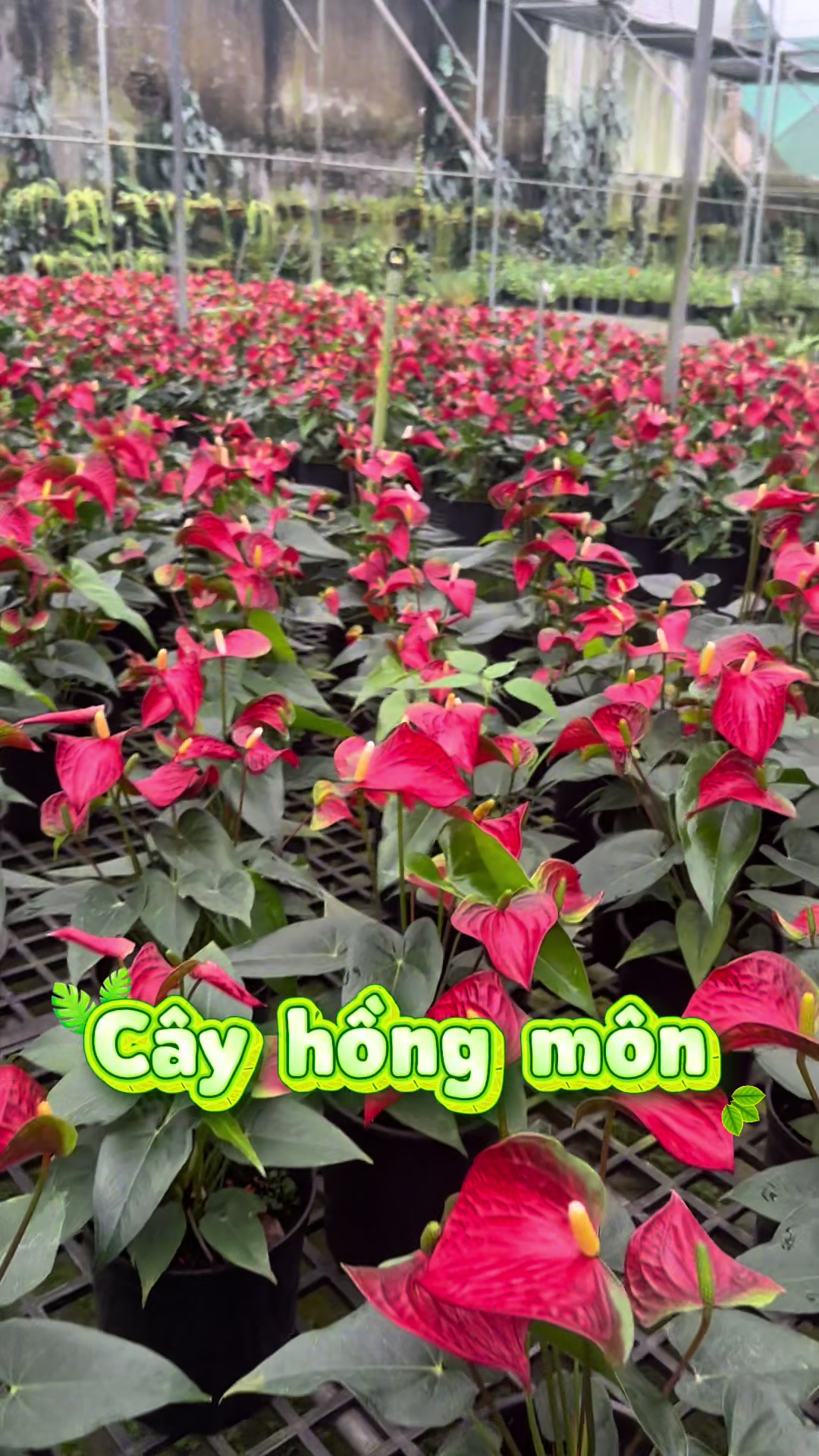 @Vườn Hồ Hân
