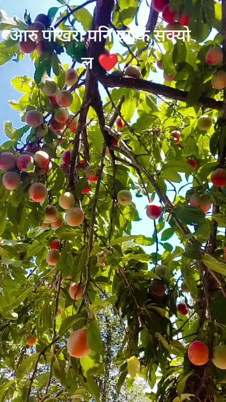 @pawanbishokarma3