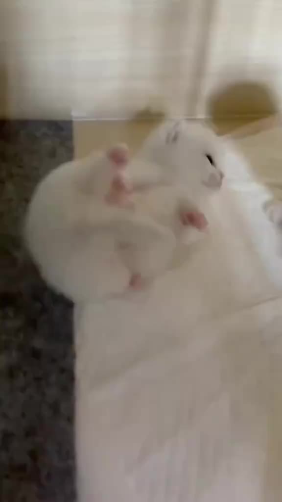 @catbosssss