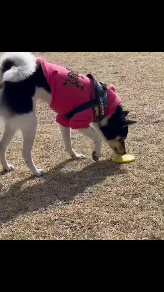 @ハナにバレるまで