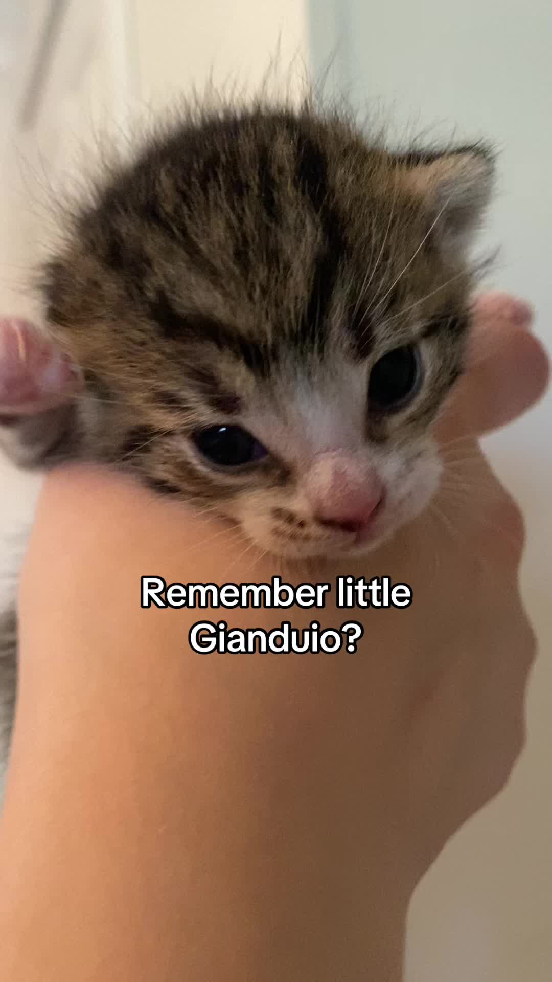 @Kovu&rsquo;s Kitties