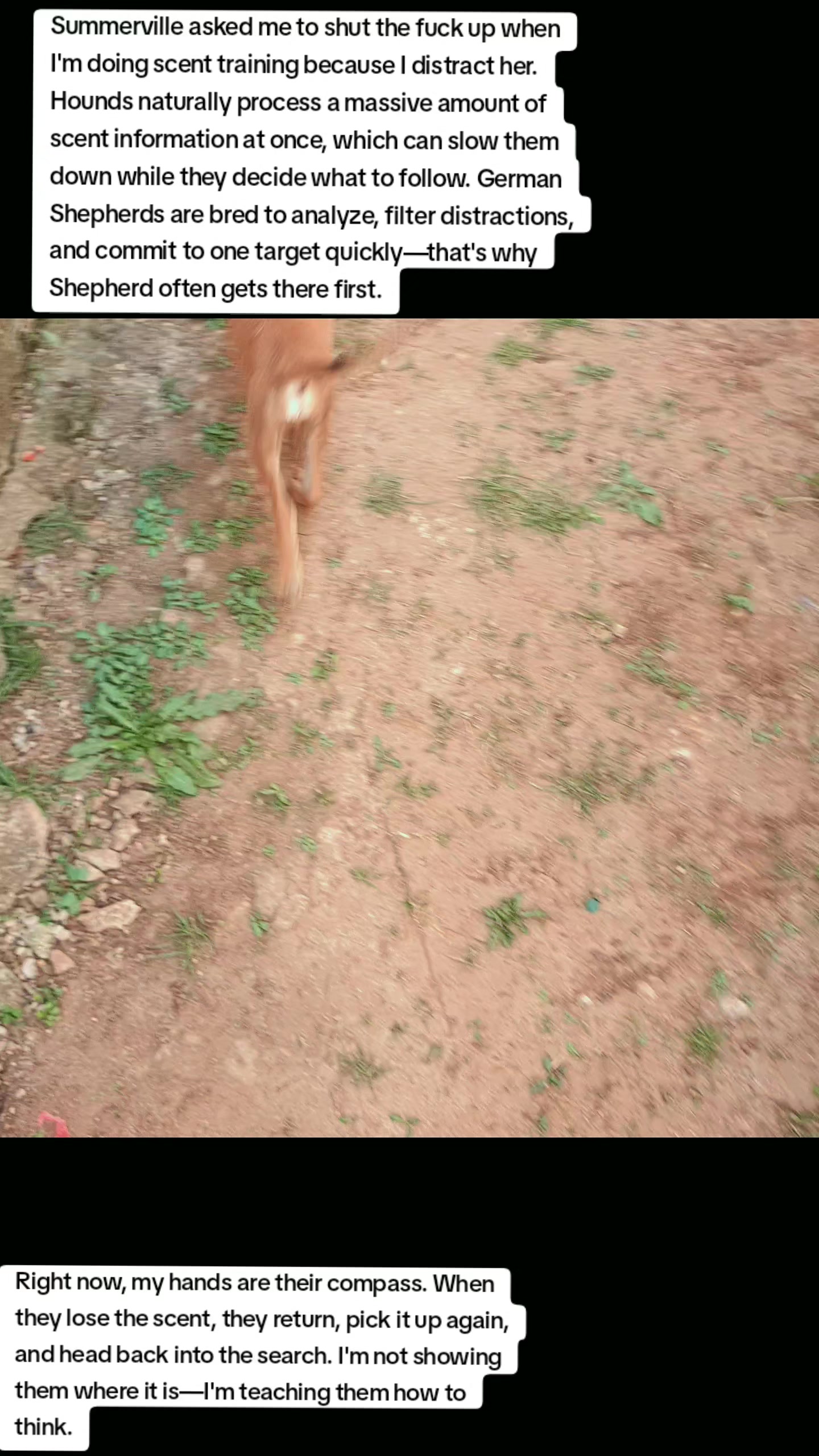 @LifeWithSummerAndShepherd