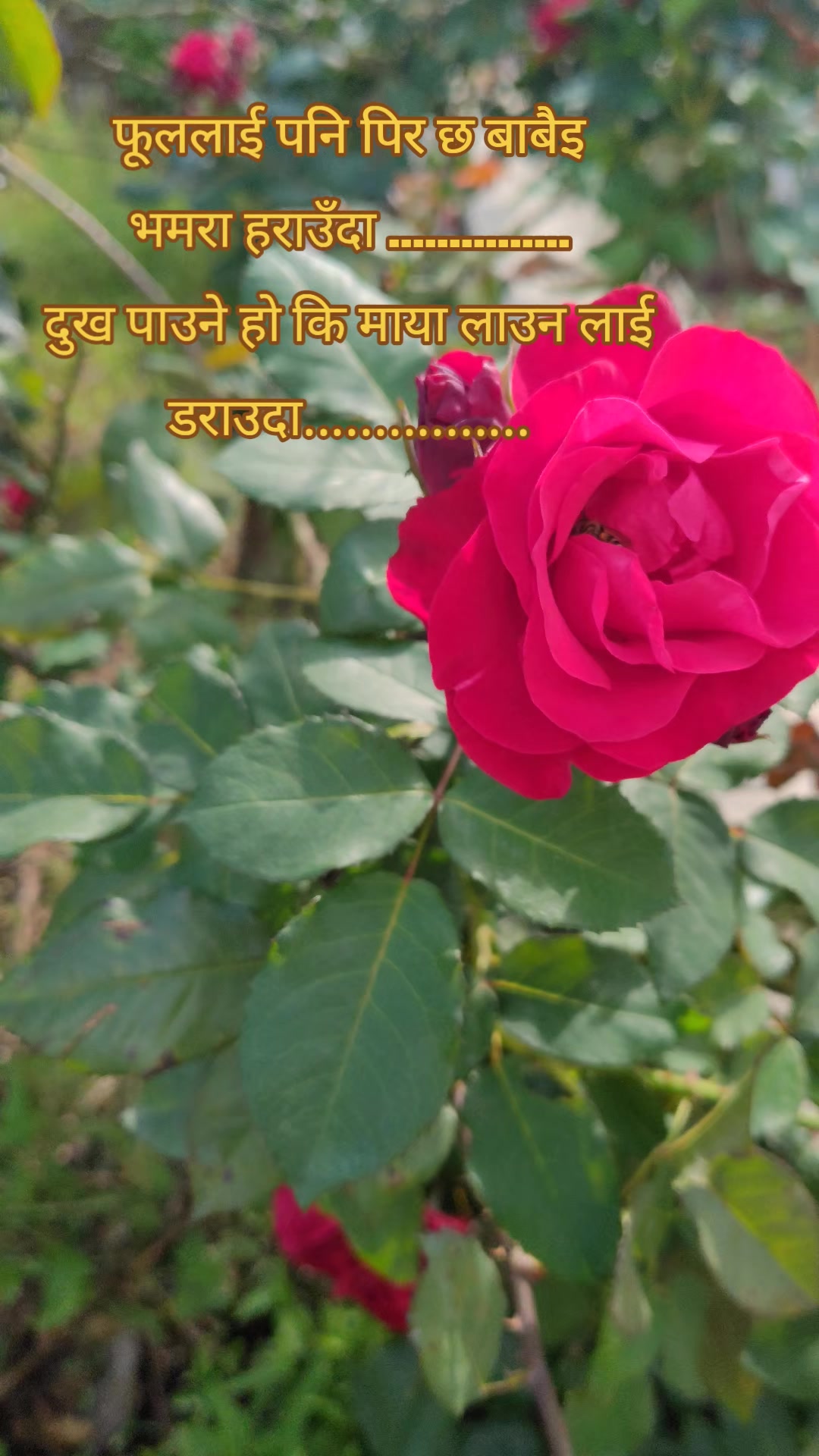 @🌷🌱 khu-si🌿🌲
