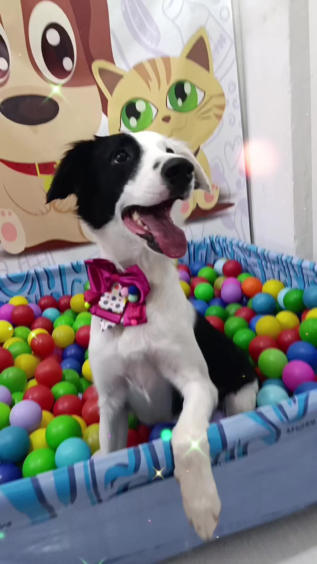 @Dog Ville Petcare