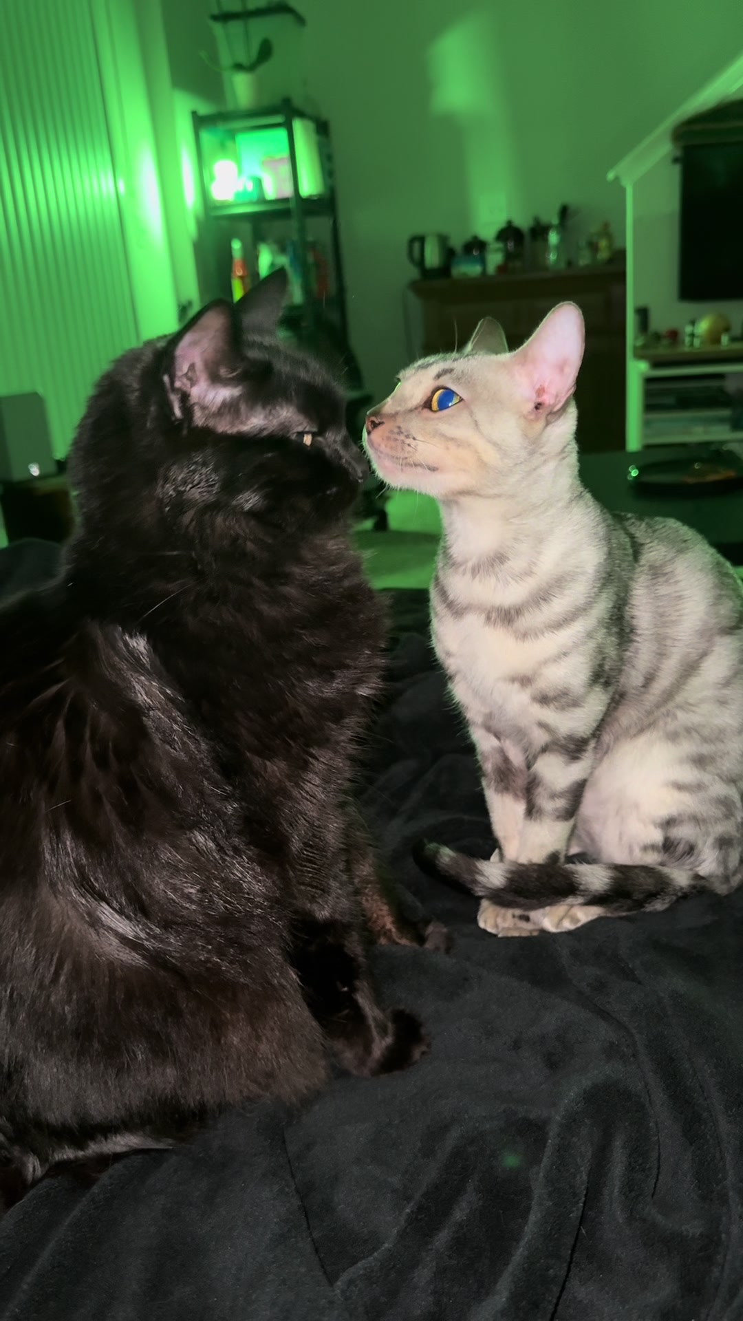 @Sagethebengal