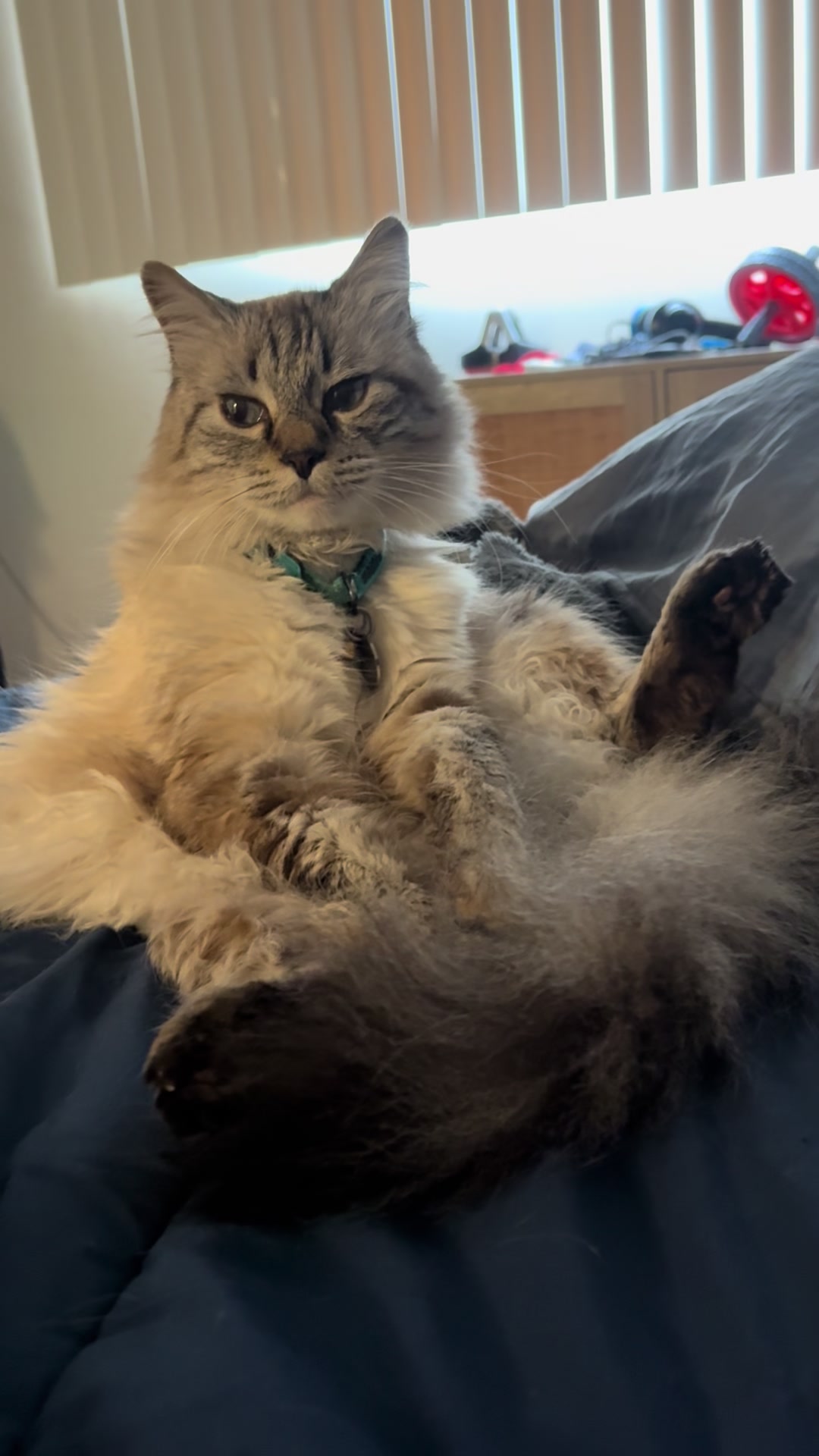 @Brock Meowsnar