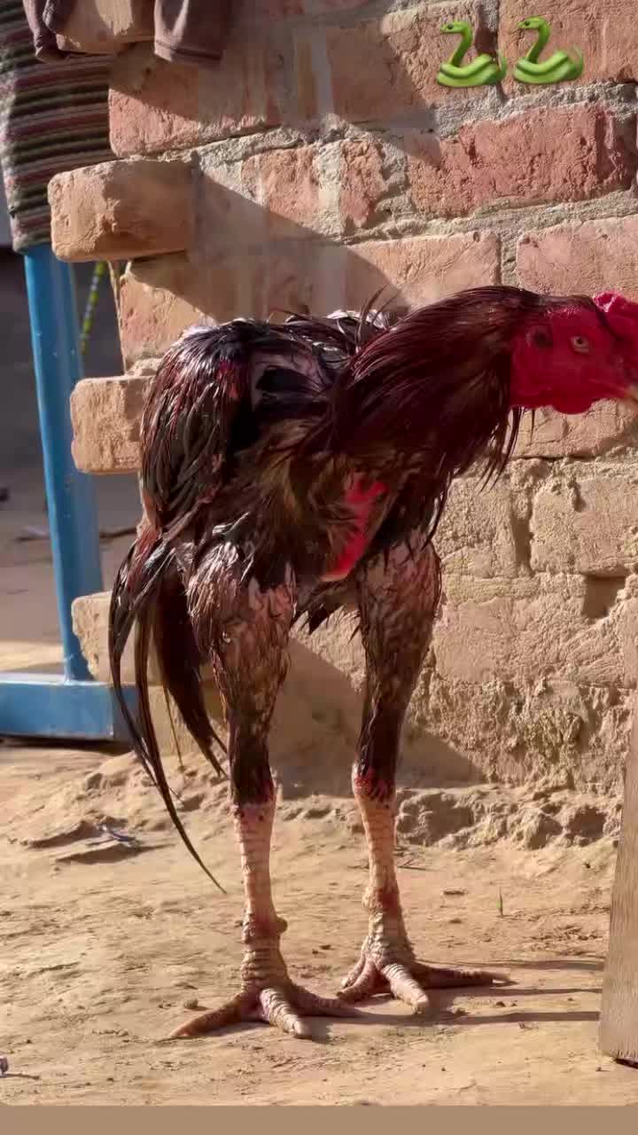 @꧁༒☬ঔৣ 𝓐𝓼𝓮𝓮𝓵ঔৣ☬༒꧂